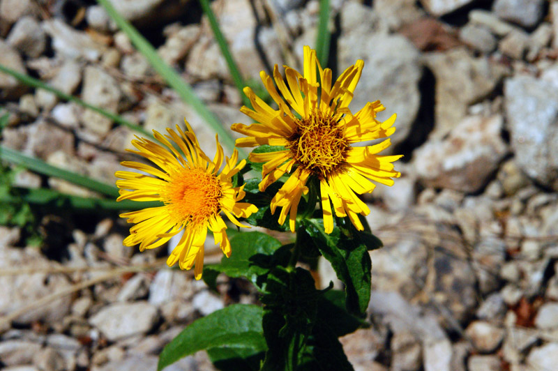 Pentanema salicinum (=Inula salicina) / Enula aspra